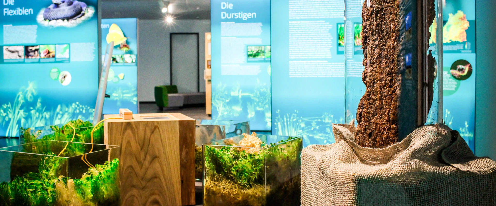 Blick in die Sonderausstellung "Zukunft Moore".